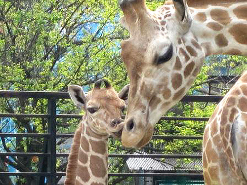 宇都宮動物園